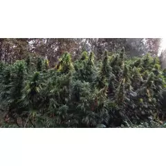 Durban Monk Reg, Фасовка: 12